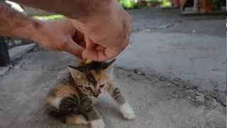 angry cat British Shorthair [upl. by Nawud]