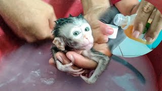 bathe newborn baby monkeys using antiseptic fluid [upl. by Ahsemal]