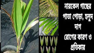 নারকেল পাতা পোড়া ও হলুদ দাগ সমস্যা সমাধান coconut leaf spot and BlightNarkel chasnarkel pata [upl. by Rourke]