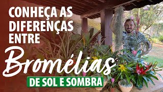 CONHEÇA as DIFERENÇAS ENTRE BROMÉLIAS DE SOMBRA E SOL [upl. by Notlok317]