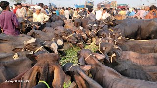 Lahore Cow Mandi  How To Start Katta Farming Business  Top Katta Farming Plan  Top Katti Farming [upl. by Ahsinan]