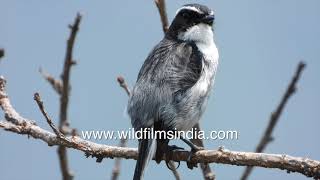 Dark Grey Bushchat sits on Berberis stem while Laughing Thrushes fill forest with gurgling calls [upl. by Iatnwahs976]