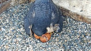 Cal Falcons Annie amp Archies first chick hatches 🐣 Congrats all around 🥳2024 Apr 22 [upl. by Ylremik]