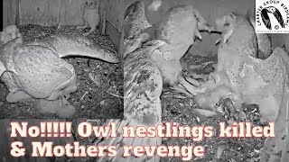 Raw Footage Barn Owls Unbelievable Assault Killing Nestlings and Their Mothers Vengeance [upl. by Ayidah]