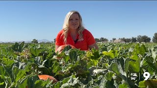 Marana Pumpkin Patch preps for tens of thousands of visitors [upl. by Sheeb]