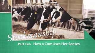 Stockmanship Part 2  How a Cow Uses Her Senses [upl. by Ecadnac]