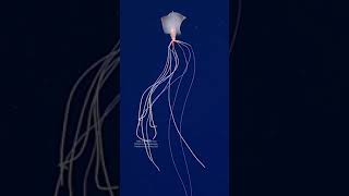 Bigfin Squid Alien of the deep ocean [upl. by Veda]