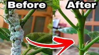 How to get rid of mealybugs on hibiscus or any other plant [upl. by Muriel]