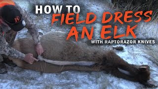 How to field dress an Elk without gutting Using the Raptorazor knives [upl. by Ettevets]