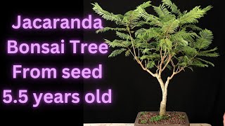 Jacaranda Bonsai Tree From Seed 55 years old Jacaranda mimosifolia Update on 2 trees [upl. by Annovad]