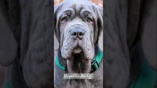 neapolitanmastiff [upl. by Irme440]