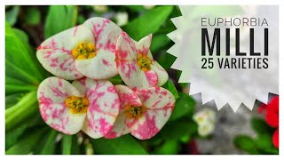 Euphorbia Milii 25 Varieties [upl. by Virgina593]