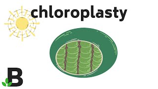 Chloroplasty Plastydy Biorące Udział w Procesie Fotosyntezy – Budowa Komórki Roślinnej  347 [upl. by Adnwahsor]