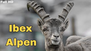 Alpine ibex  goat sound [upl. by Turro]