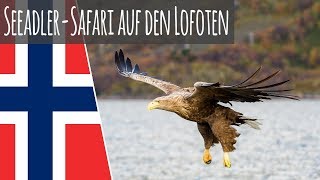 SeeadlerSafari zum Trollfjord auf den Lofoten  Svolvaer amp Haukland Stranda [upl. by Nele]