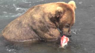 Alaska grizzly bear eating salmon [upl. by Xanthus65]