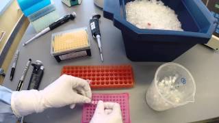 PCR Protocol  Part 2 [upl. by Bloomer]