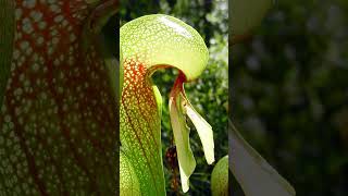 Cobra lily plant eat animal carnivorous plant Darlingtonia plants youtubeshorts information [upl. by Nairdad556]