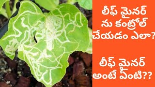 Leaf miner control How to control Leaf miner in Telugu  A Complete Step by Step Guide for Beginners [upl. by Jemie]