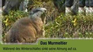 Steckbrief der Woche das Alpenmurmeltier [upl. by Sanyu582]