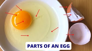 PARTS OF AN EGG  Parts of an Egg and their Functions  Science Lesson [upl. by Eltsyrhc634]