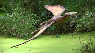 Pterodactylus at Dinosaur World FL [upl. by Sell]