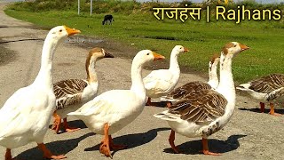 राजहंस  Rajhans  Geese  White Ducks  Big Ducks [upl. by Ellehsram]