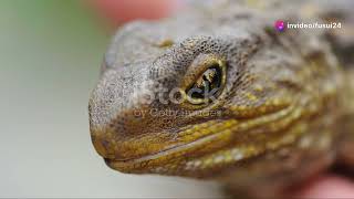 The Tuatara Living Fossil of New Zealands Reptile World animal2024 wildlife [upl. by Niram]