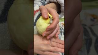 My parrot loves to be petted 🦜🥰 [upl. by Rramal]