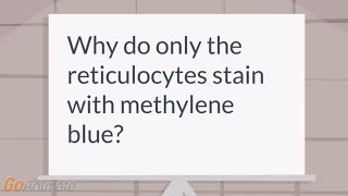 Why do reticulocytes stain with methylene blue [upl. by Jeddy441]