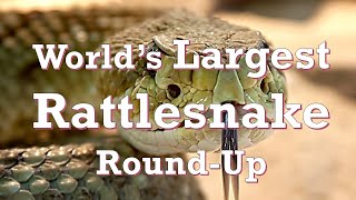 Worlds Largest Rattlesnake RoundUp Sweetwater Texas [upl. by Ientirb]