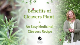 Benefits of Cleavers Plant  A Weed You Can Eat  Cleavers Recipe [upl. by Resneps]