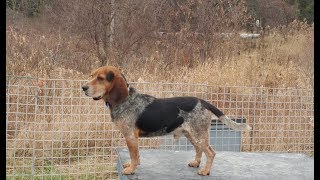 AKCCKCUKC BLUETICK BEAGLE DODGE at RIVER STYX SCENT HOUNDS [upl. by Hawk336]