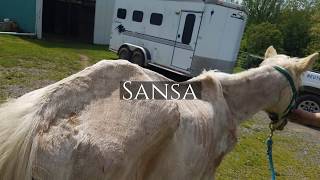 Most Incredible Horse Rescue and Recovery Story You Will Ever Watch in Your Life Sansas Journey [upl. by Sammy]