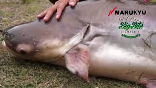 MALAYSIA Big PATIN and MEKONG fishing MARUKYU 「GURUTEN3」「GURUTEN 5」 [upl. by Harimas65]