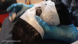 Guinea Pig quotPimple Popperquot  Draining an Open Sebaceous Cyst GRAPHIC [upl. by Dewitt]