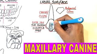 Anatomy of Maxillary Canine  Tooth Morphology [upl. by Nytsyrk]