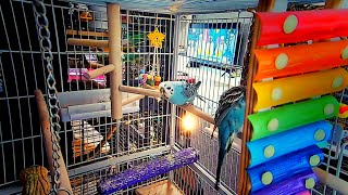 Our Cute Budgies Chirping Away [upl. by Steffin]