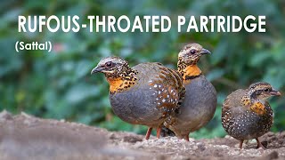 Rufous throated Partridge  Bird in Sattal  HINDI [upl. by Milena]