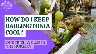 An Easy Way to Grow Tricky Darlingtonia [upl. by Nassi]