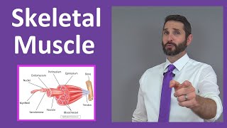 Skeletal Muscle Tissue Contraction Sarcomere Myofibril Anatomy Myology [upl. by Aremmat]