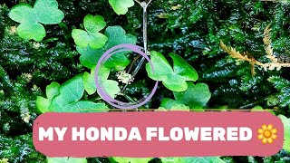 Hydrocotyle Tripartita Honda flowered [upl. by Marley]