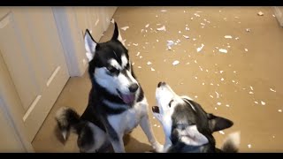 Huskies arguing over who made the mess [upl. by Htrowslle]