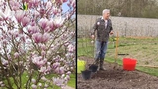 Comment planter et entretenir un magnolia   Truffaut [upl. by Jemmie39]