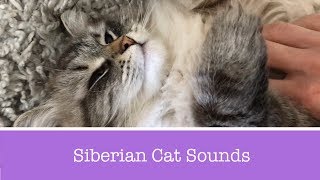 Siberian Cat Meowing Talking and Purring [upl. by Lodi]