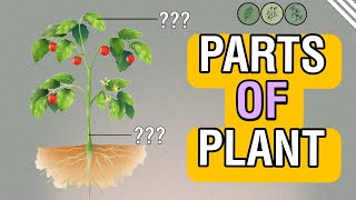 PARTS OF PLANTS for kids  Kids video  Educational video stem plants partsofplant [upl. by Kelwin101]