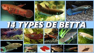 Les 14 types de BETTA poisson combattant AQUA FISH Aquariophile by aquazen [upl. by Carlton]