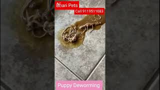 Worms in dog puppies Deworming of Puppies type of worms in puppies [upl. by Bonita]