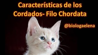 Características de los Cordados  Filo Chordata  Reino Animal [upl. by Delly979]