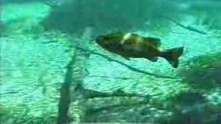 Largemouth Bass and the Lateral Line [upl. by Edla]